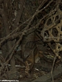 Mungotictis decemlineata (Ten striped mongoose) (Kirindy)