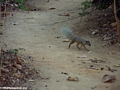 Mungotictis decemlineata mongoose (Kirindy)