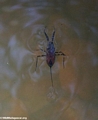 aquatic insect (Kirindy)