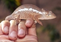 Baby oustaleti chameleon on hand (Kirindy)