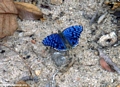 blue butterfly at kirindy (Kirindy)