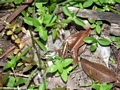 Common frog in Kirindy (Kirindy)