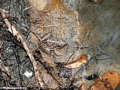 Common frog found in Kirindy (Kirindy)