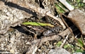 Green striped frog (Kirindy)