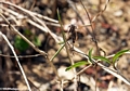 Green walking stick insect (Kirindy)