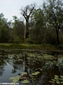 Kirindy pond with water lilies (Kirindy)