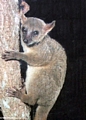 Mirza coquereli lemur (Kirindy)