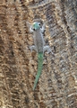 Phelsuma madagascariensis kochi gecko (Kirindy)