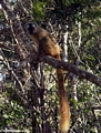 Female red-fronted brown lemur (Kirindy)