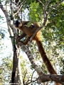 Mother red-fronted brown lemur (Kirindy)