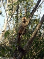 Eulemur fulvus rufus in tree at Kirindy (Kirindy)