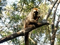Eulemur fulvus rufus lemur in tree at Kirindy (Kirindy)