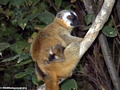 Red-fronted brown lemur (Eulemur fulvus rufus) with baby (Kirindy)