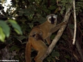 Mother red-fronted brown lemur (Eulemur fulvus rufus) with baby (Kirindy)