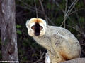 Red-fronted brown lemur (E. fulvus rufus) in tree (Kirindy)