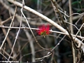 red flowers (Kirindy)