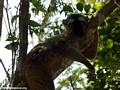 Red fronted brown lemur in tree (Kirindy)