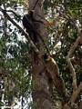 Red front brown lemurs in trees (Kirindy)
