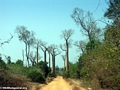Roadside baobabs (Kirindy)