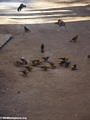 Yellow head birds eating rice grains (Kirindy)