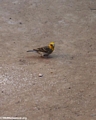 Yellow head bird (Kirindy)