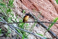 Malagasy Kingfisher  (Manambolo)