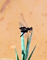 black dragonfly (Manambolo)