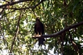 Black kite (Milvus migrans) perched in tree (Manambolo)
