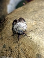 Cicada (Manambolo)