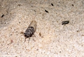 cicada in sand (Manambolo)