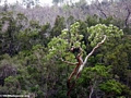 Flowering tree (Manambolo)