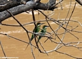 Madagascar bee-eaters (Merops superciliosus) (Manambolo)