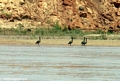 madagascar ducks river (Manambolo)