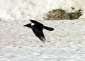 pied crow in flight (Manambolo)
