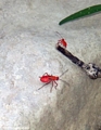 Red beetles (Manambolo)