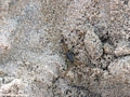 Scorpion (Manambolo)