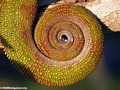 Panther chameleon's prehensile tail (Maroantsetra)