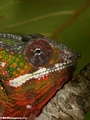 Furcifer pardalis chameleon near Maroantsetra (close head shot) (Maroantsetra)