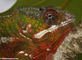 Furcifer pardalis chameleon in Maroantsetra (head shot) (Maroantsetra)