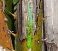 Phelsuma gecko near Maroantsetra