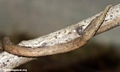 Langaha madagascariensis (female) snake (Masoala NP)