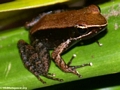 Mantella betsileo frog (Masoala NP)