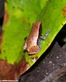 Plethodontohyla inguinalis frog