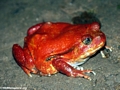 Tomato frog  (Masoala NP)
