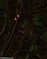 Pair of Woolley lemurs (Avahi laniger) (Masoala NP)