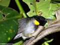 Sleeping sunbird (Masoala NP)