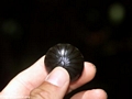 Black pill millipede (Masoala NP)