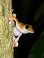 Boophis madagascariensis tree frog