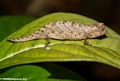 Brookesia peyrierasi chameleon on leaf (Masoala NP)