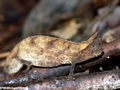 Brookesia superciliaris chameleon, Masoala NP (Masoala NP)